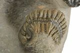 Two Spiny Leonaspis Trilobites With Crotalocephalina #241564-8